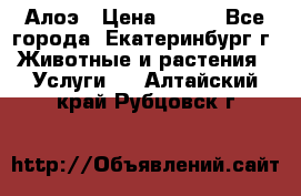 Алоэ › Цена ­ 150 - Все города, Екатеринбург г. Животные и растения » Услуги   . Алтайский край,Рубцовск г.